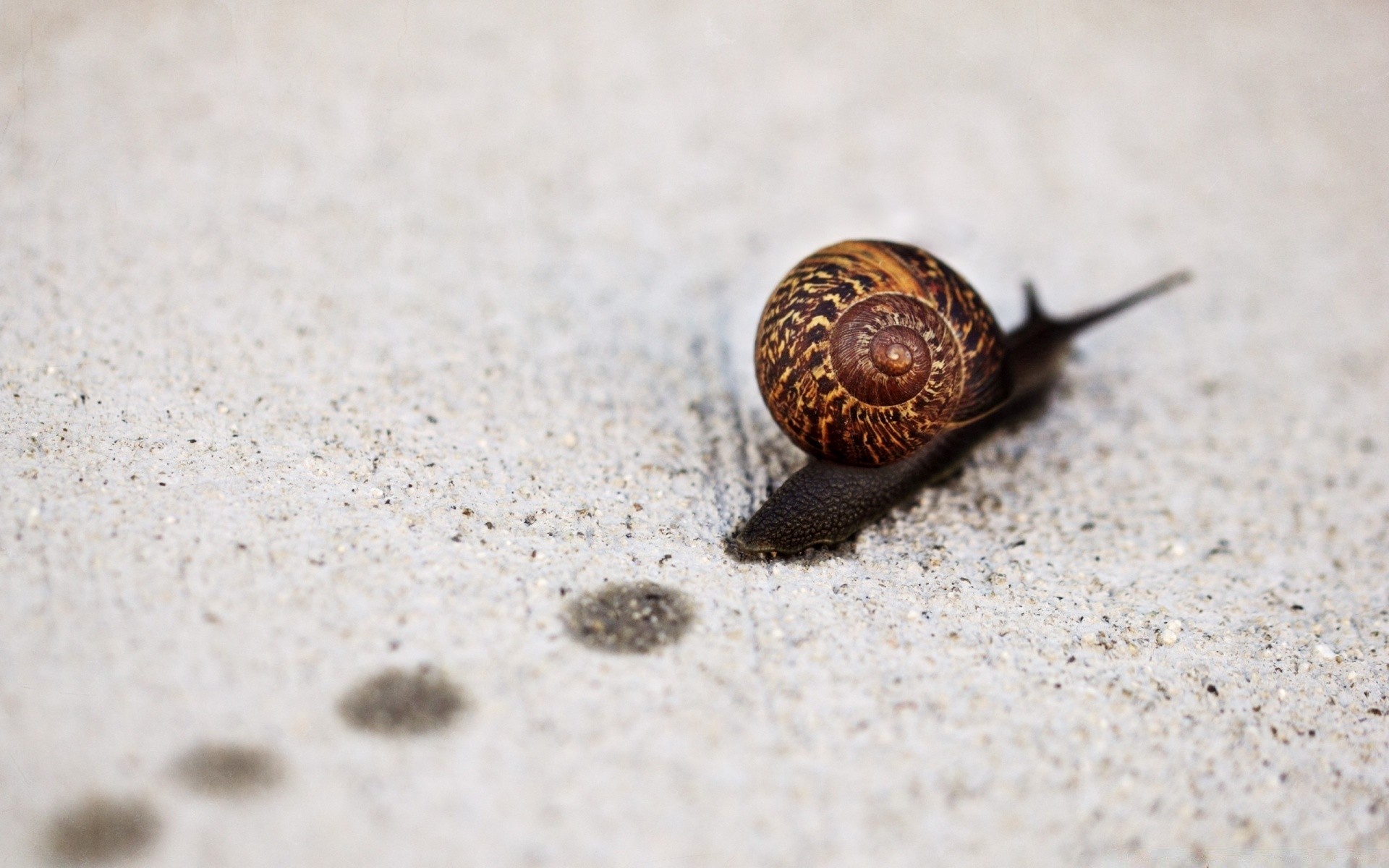 insetti conchiglia molluschi lumaca sabbia natura spiaggia gasteropodi invertebrati lento mare uno piccolo primo piano all aperto desktop bagnato cibo