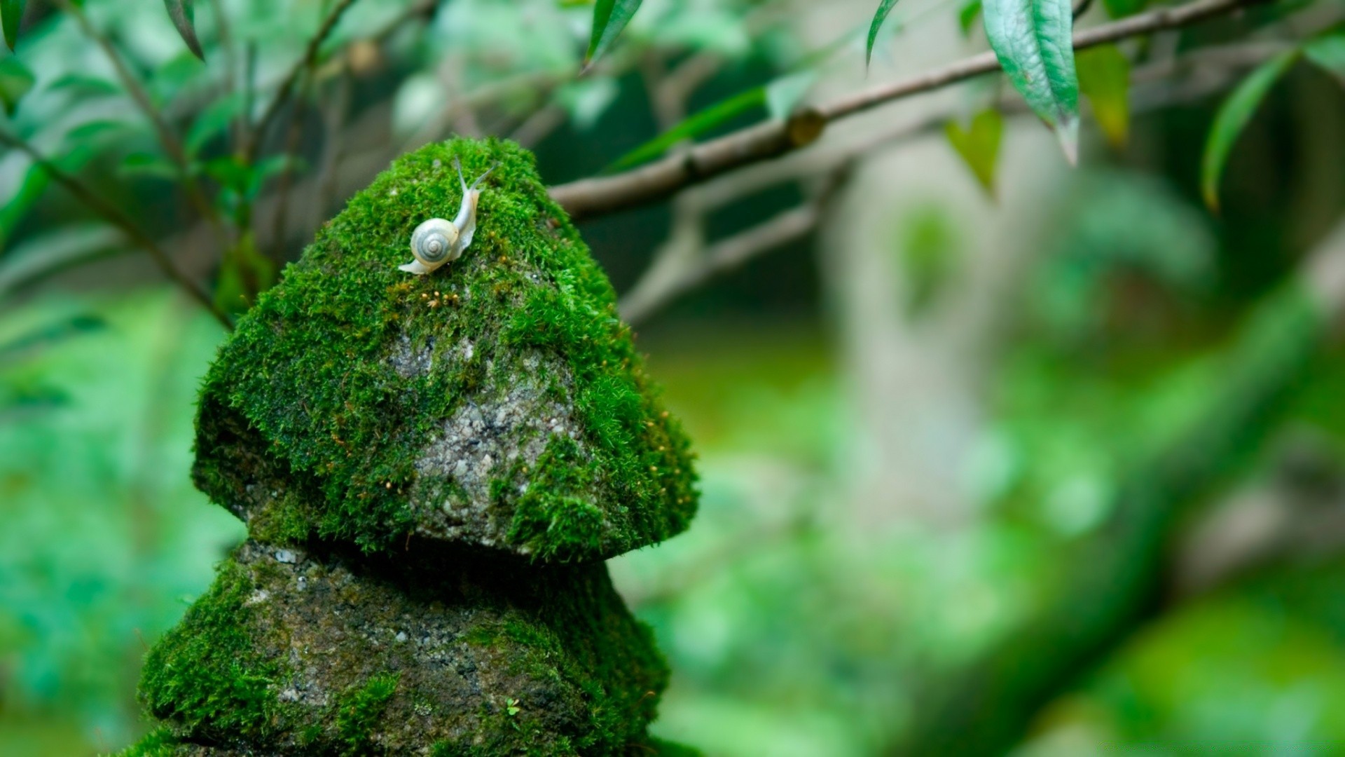 owady liść drewno na zewnątrz natura drzewo rozmycie wzrost flora deszcz ogród środowisko trawa