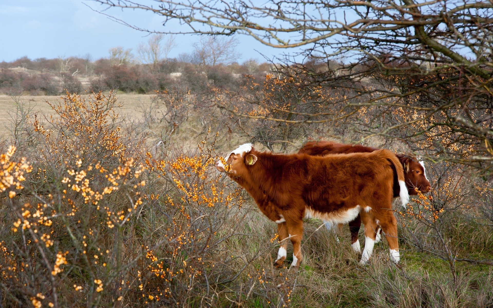 animais mamífero grama ao ar livre fazenda natureza gado rural agricultura campo vaca pastagem paisagem feno gado pastagem animal