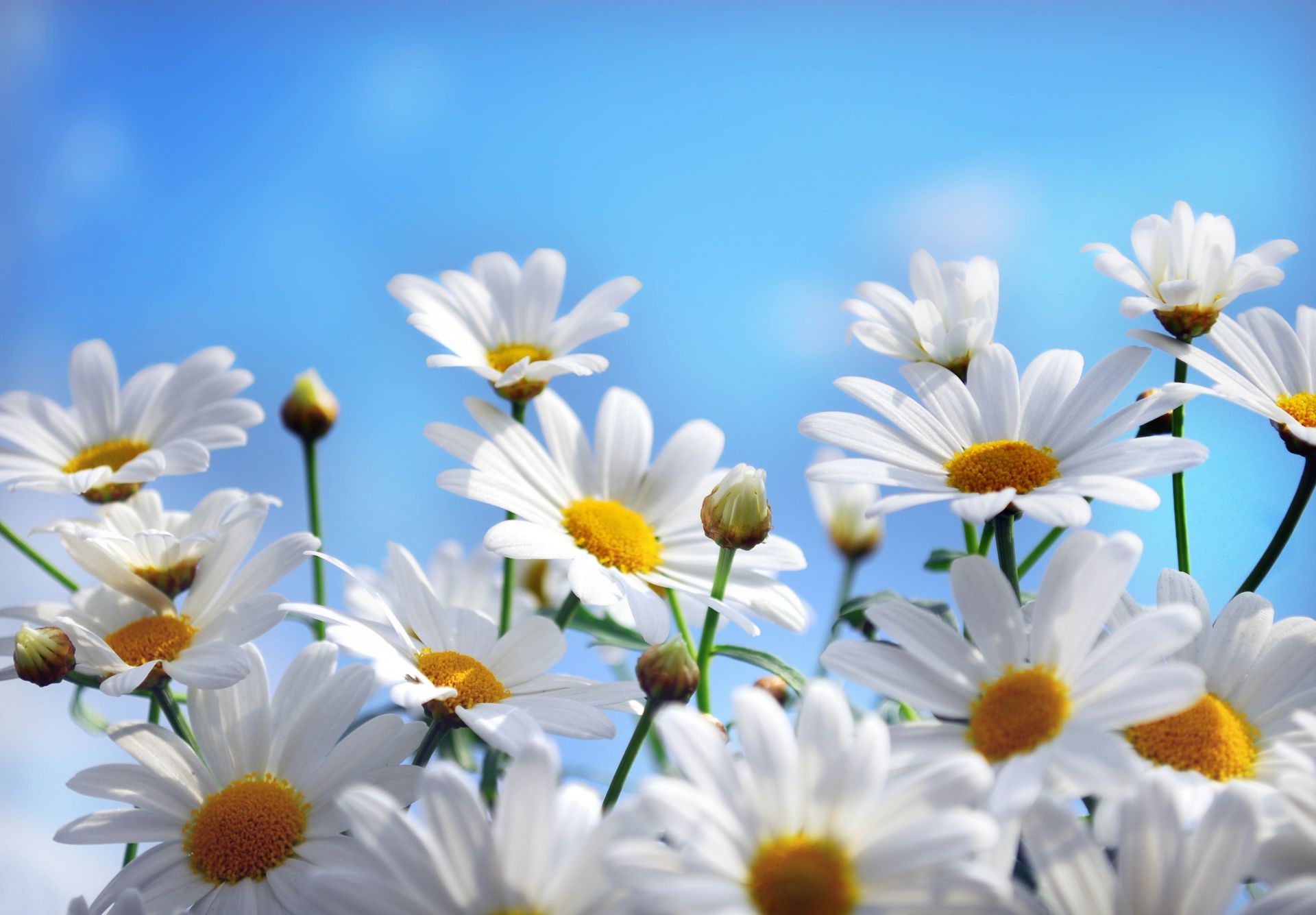 papatyalar doğa yaz çiçek flora güzel hava bahçe parlak güneş taçyaprağı yaprak renk büyüme çiçek açan çiçek güneşli sezon açık havada narin