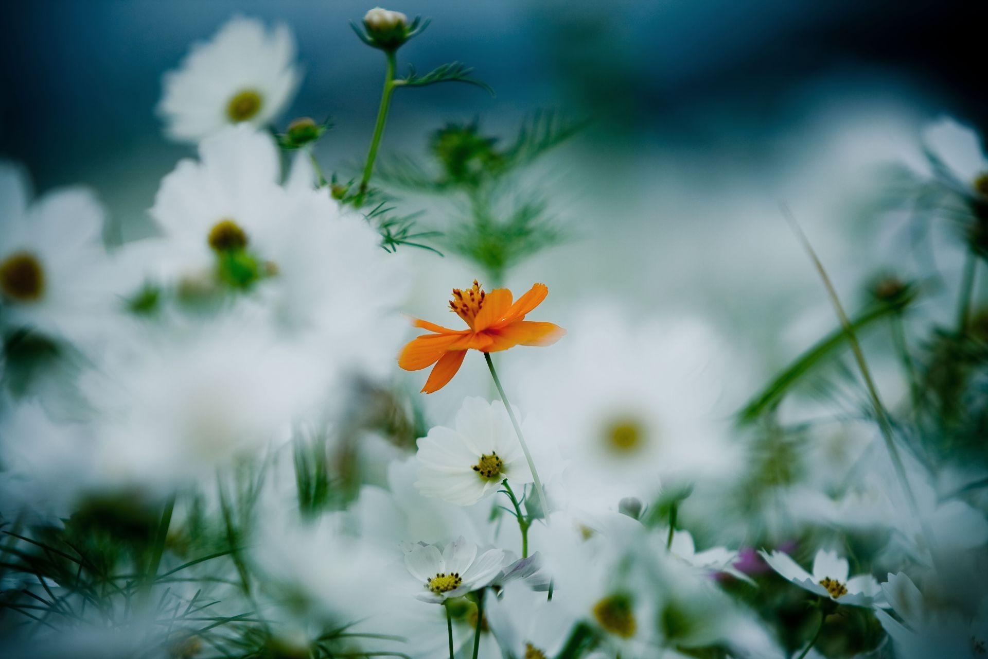 çiçekler doğa çiçek yaz flora yaprak bahçe büyüme çimen güneş parlak güzel hava alan renk açık havada çiçeklenme bulanıklık