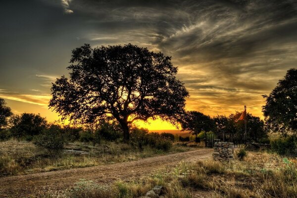 Paisagem grande árvore ao pôr do sol