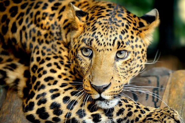 Imagem de leopardo na natureza