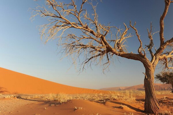 Paisagem árvore seca no deserto