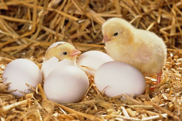 Petits poussins beaux éclosent