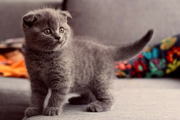 PETIT CHATON SUR LE CANAPÉ EN REGARDANT LA TÉLÉVISION