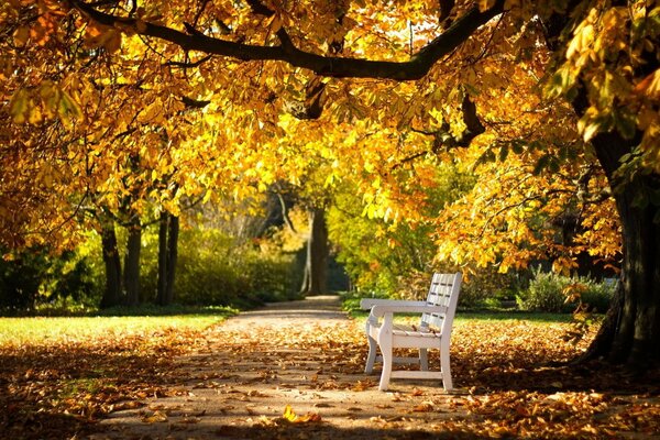 Vergilbter Baum im Herbstpark