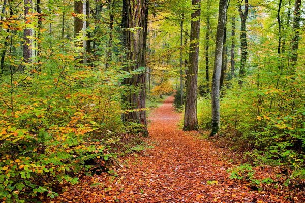 El milagro de la naturaleza qué hermoso follaje de otoño