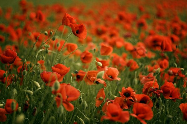 Un campo de hermosas amapolas rojas