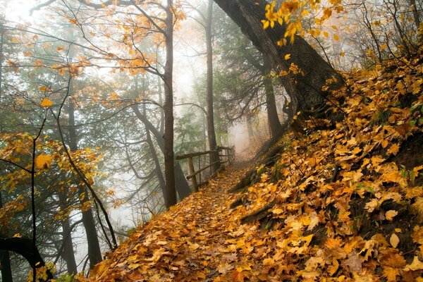 Nebel und gelbe Blätter im Wald