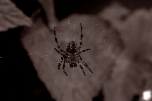 Spider on a web on a background of gray leaves