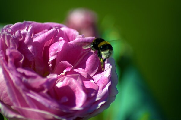 Laute Hummel bestäubt eine rosa Blume