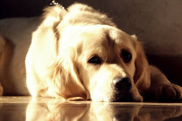 Ein gelangweilter Hund wartet auf seinen Meister