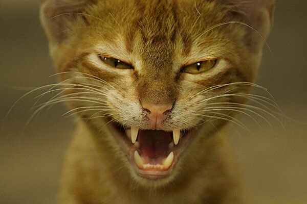 Retrato de un gato con cara insatisfecha