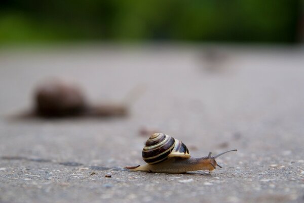 Escargot rampant sur la route goudronnée