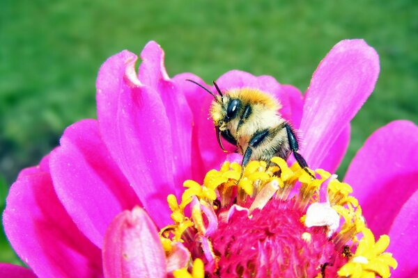 A bee eats pollen from a flower