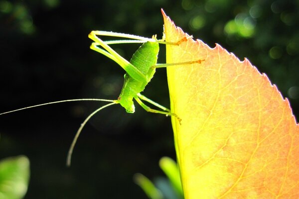 Pequeño saltamontes verde