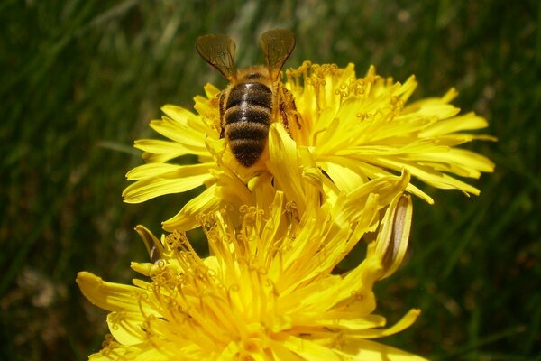 Sarı çiçeğin üzerindeki Bumblebee