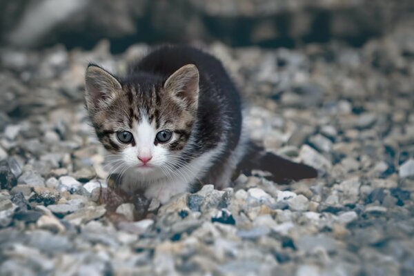 Lindo gato en pequeñas piedras