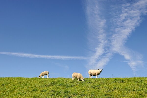 Moutons par une journée claire dans la Prairie