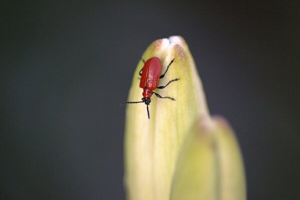 Foto de un escarabajo rojo en una flor