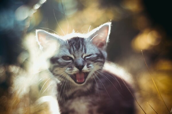 Cute winking striped kitten