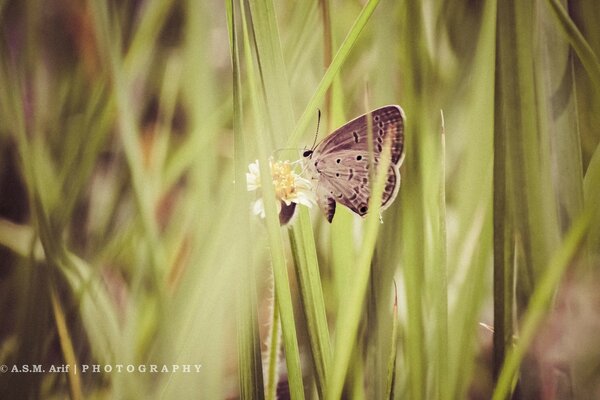 Gray butterflies on a green blade of grass