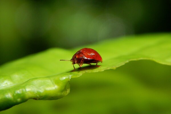 Mariquita roja en una hoja verde