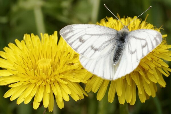 Biały motyl siedzi na kwiatku