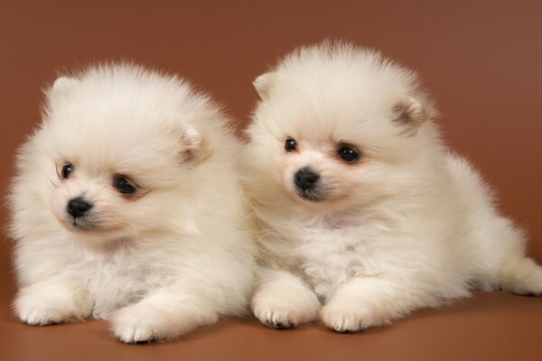 Dos lindos cachorros blancos