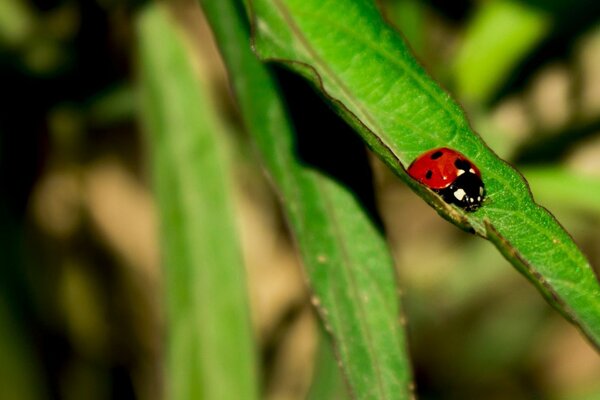 Coccinelle assise sur une feuille