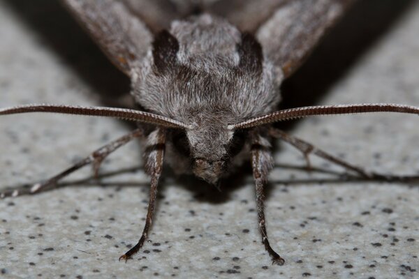 Foto de primer plano del insecto