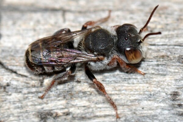 Enlarged image of an insect with paws