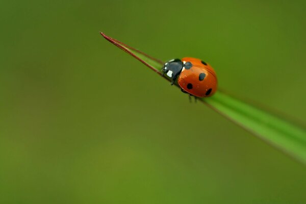 Coccinelle assise sur une feuille