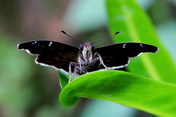 Photo d un papillon noir sur une feuille