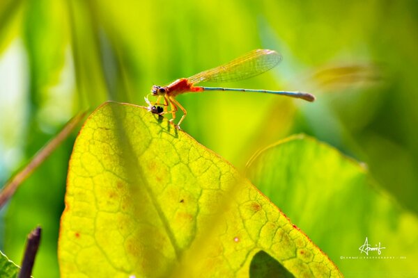 Insect on a leaf in nature