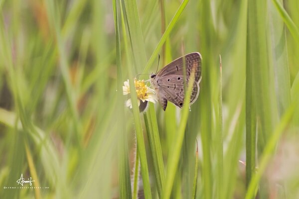 Farfalla che beve il nettare del fiore