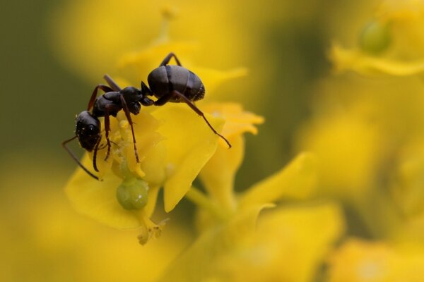 Hormiga en una flor amarilla