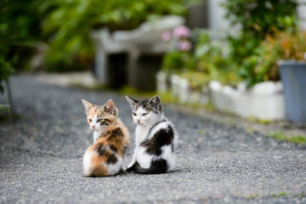 Spotted kittens of different colors