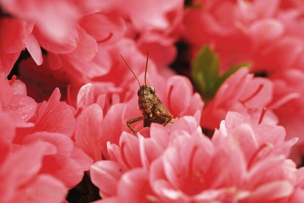 Gafanhoto em um buquê de flores vermelhas