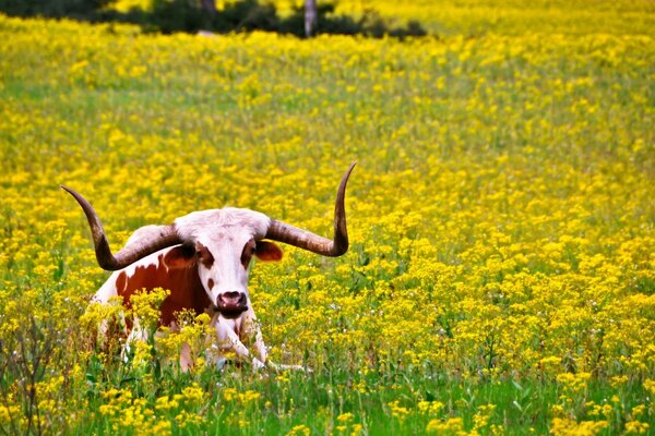 Ein Stier mit riesigen Hörnern liegt auf einem Feld