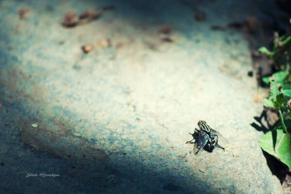 Una mosca se agacha sobre una piedra