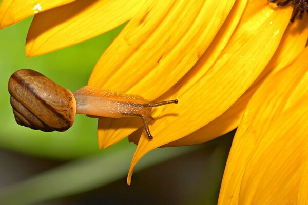 Grande lumaca su un fiore giallo