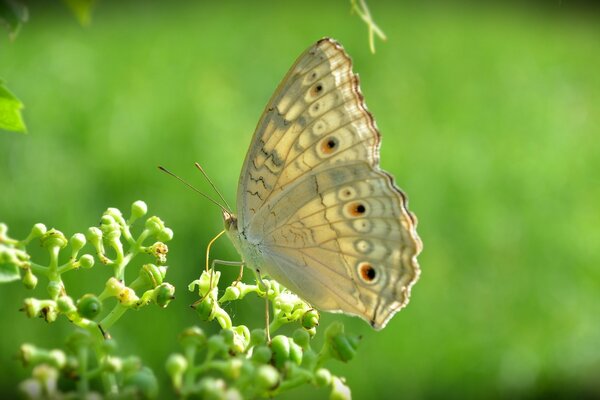 Ein Schmetterling sammelt bei sonnigem Wetter Nektar