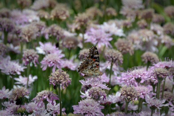 Ein Schmetterling sitzt auf lila Blüten