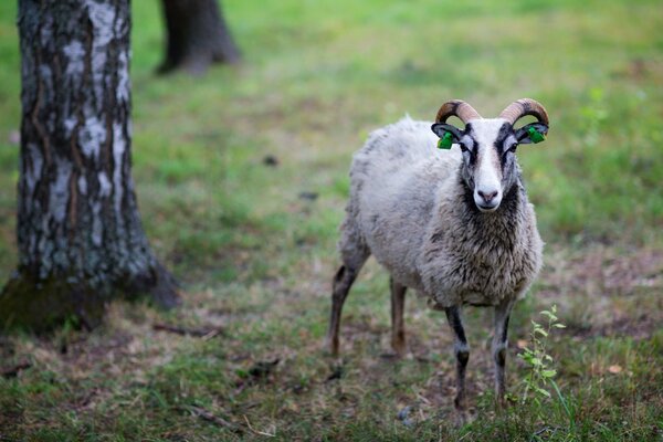 A ram on the grass next to a tree