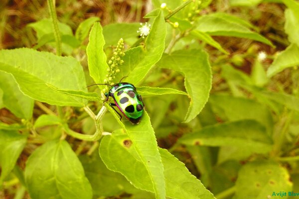 Grüner Käfer auf dem Rasen