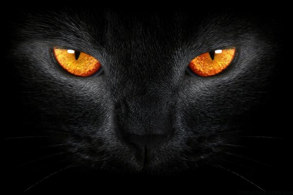 Desktop picture orange eyes of a black goth