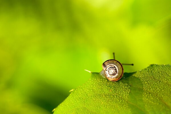 Lumaca che striscia su una foglia verde