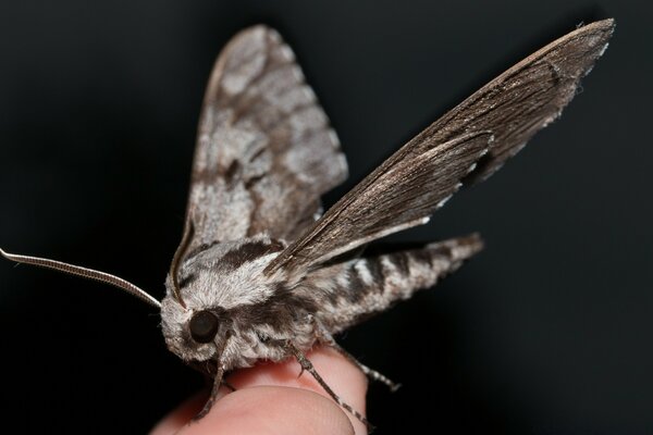 A large insect on the hands of a man